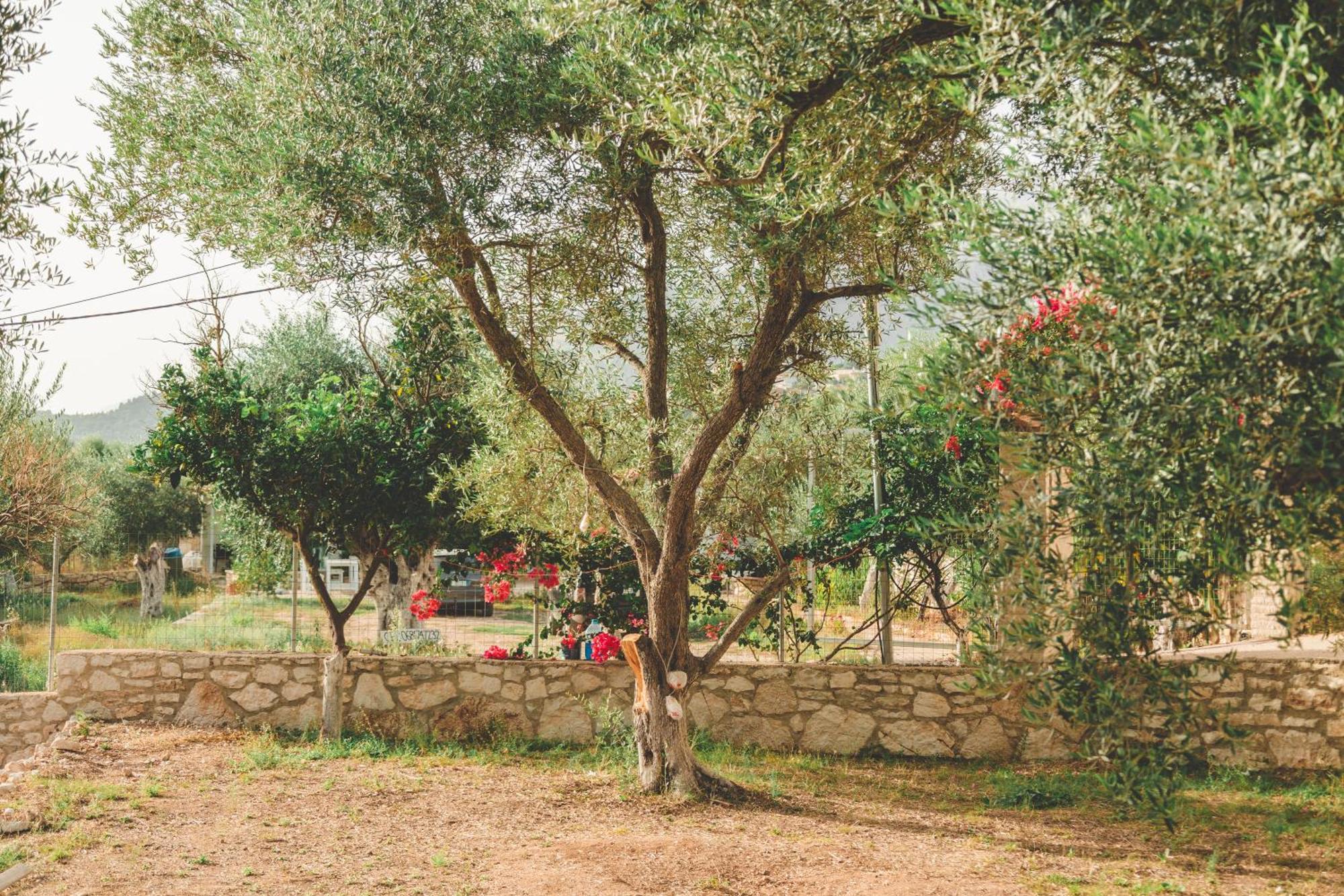 Olive Camping Himare Exterior foto