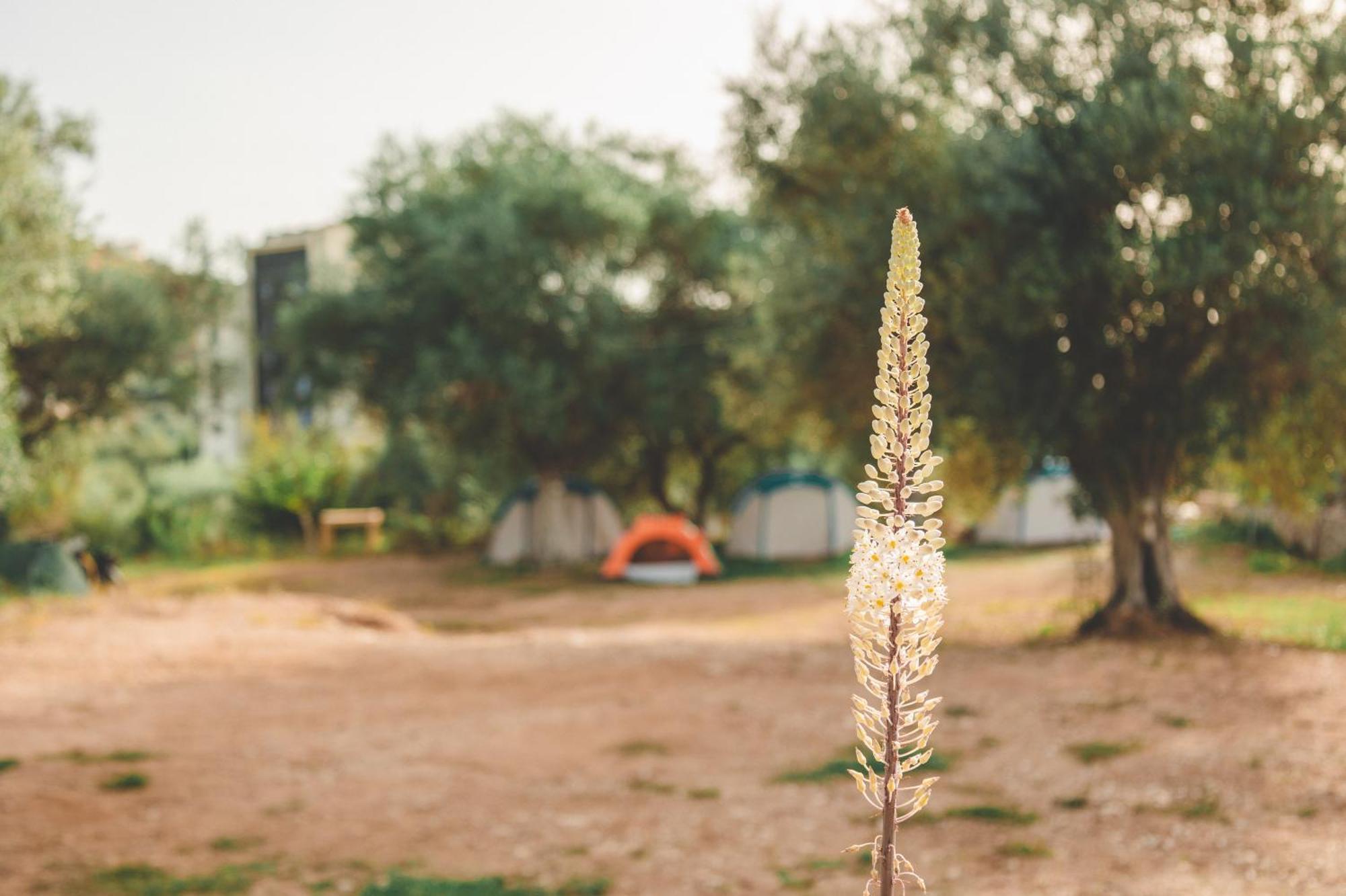 Olive Camping Hotel Himare Exterior foto